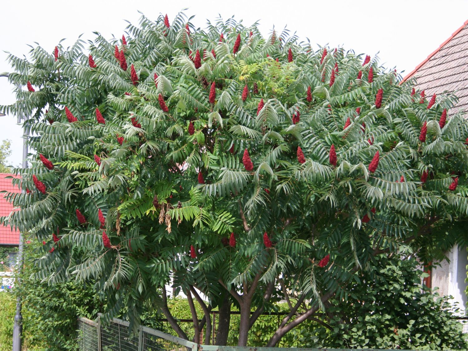 Essigbaum / Hirschkolben-Sumach