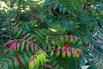 Kahler Essigbaum / Scharlach-Sumach / Glatter Sumach - Rhus glabra