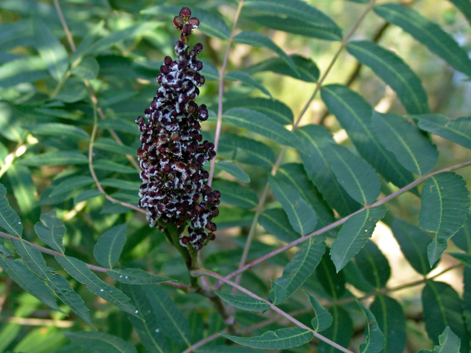 Kahler Essigbaum / Scharlach-Sumach / Glatter Sumach - Rhus glabra