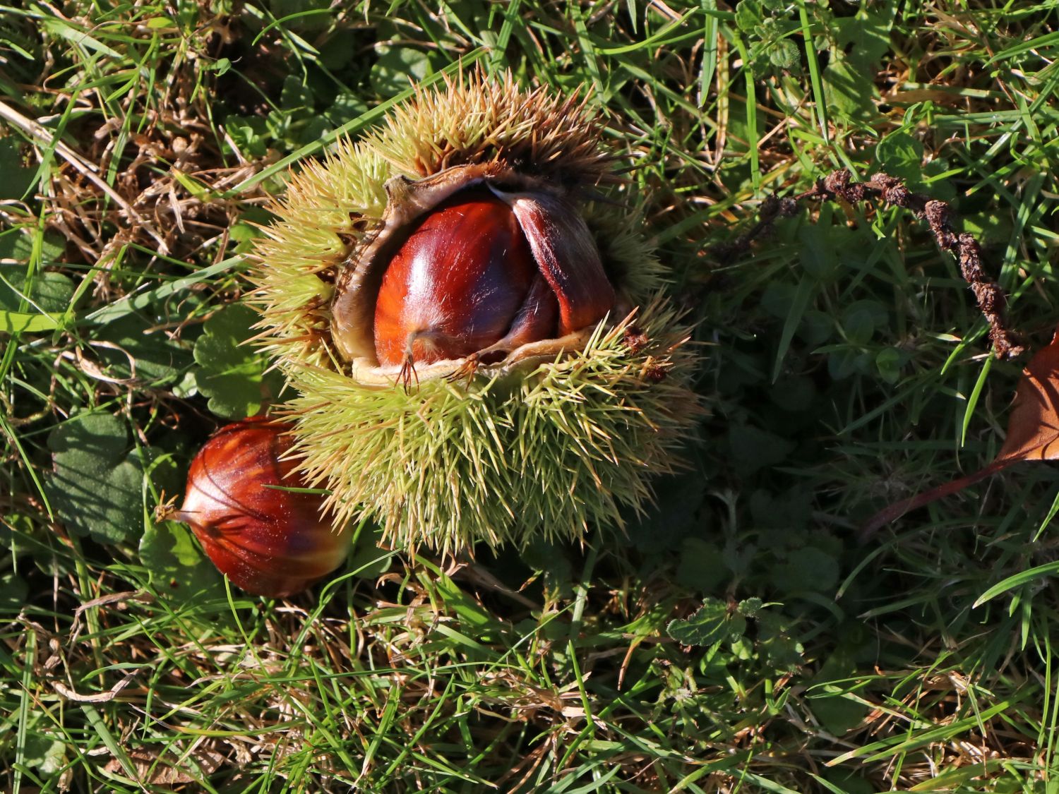Esskastanie 'Annys Summer Red' - Castanea sativa 'Annys Summer Red'