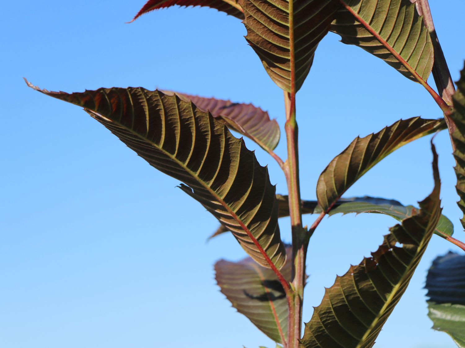 Esskastanie 'Annys Summer Red' - Castanea sativa 'Annys Summer Red'