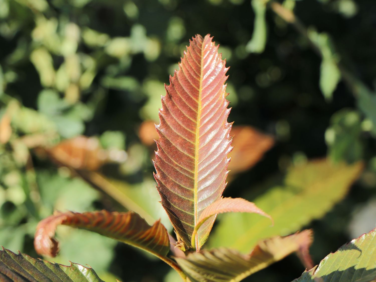 Esskastanie 'Annys Summer Red' - Castanea sativa 'Annys Summer Red'