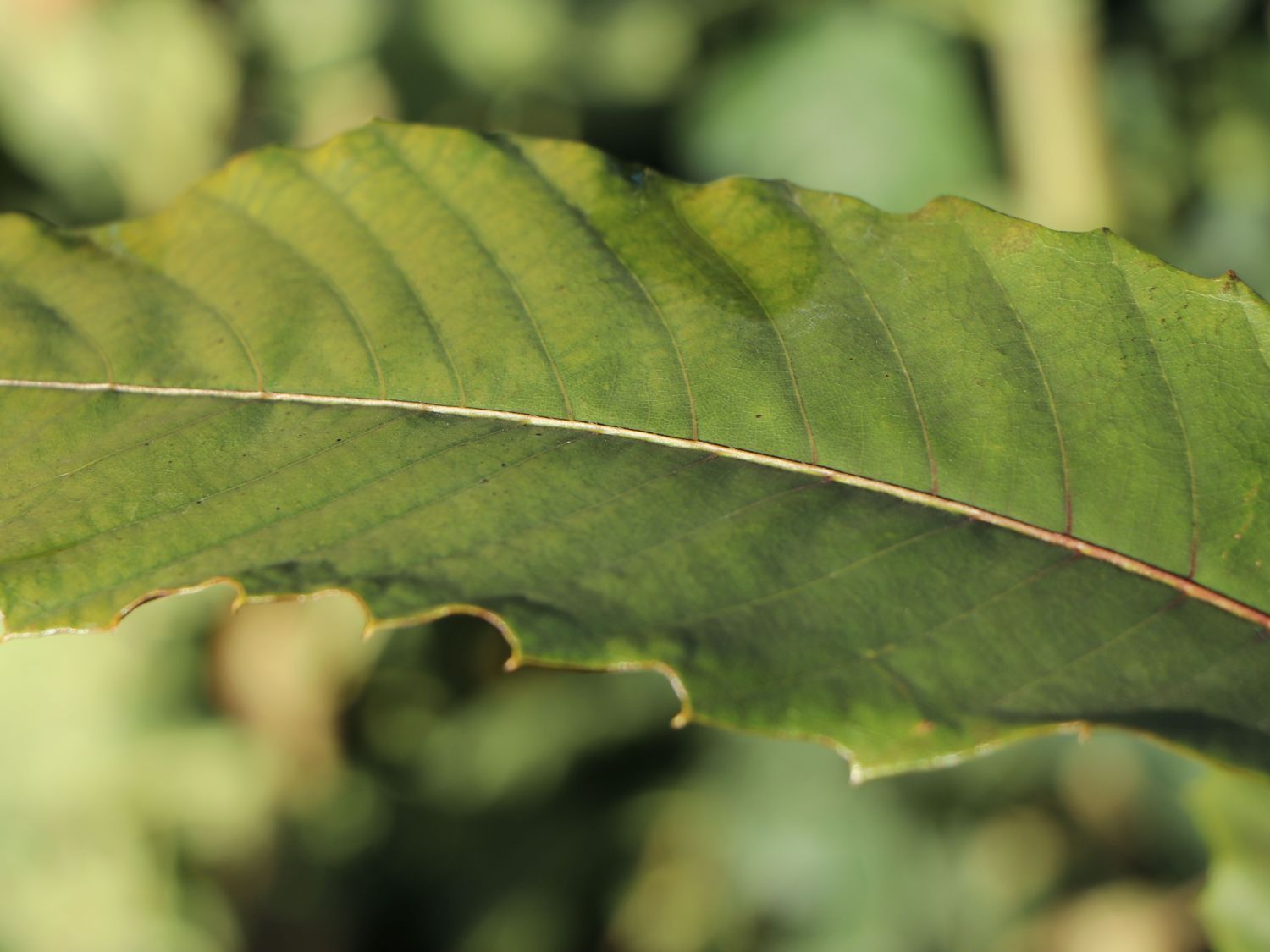 Esskastanie 'Annys Summer Red' - Castanea sativa 'Annys Summer Red'