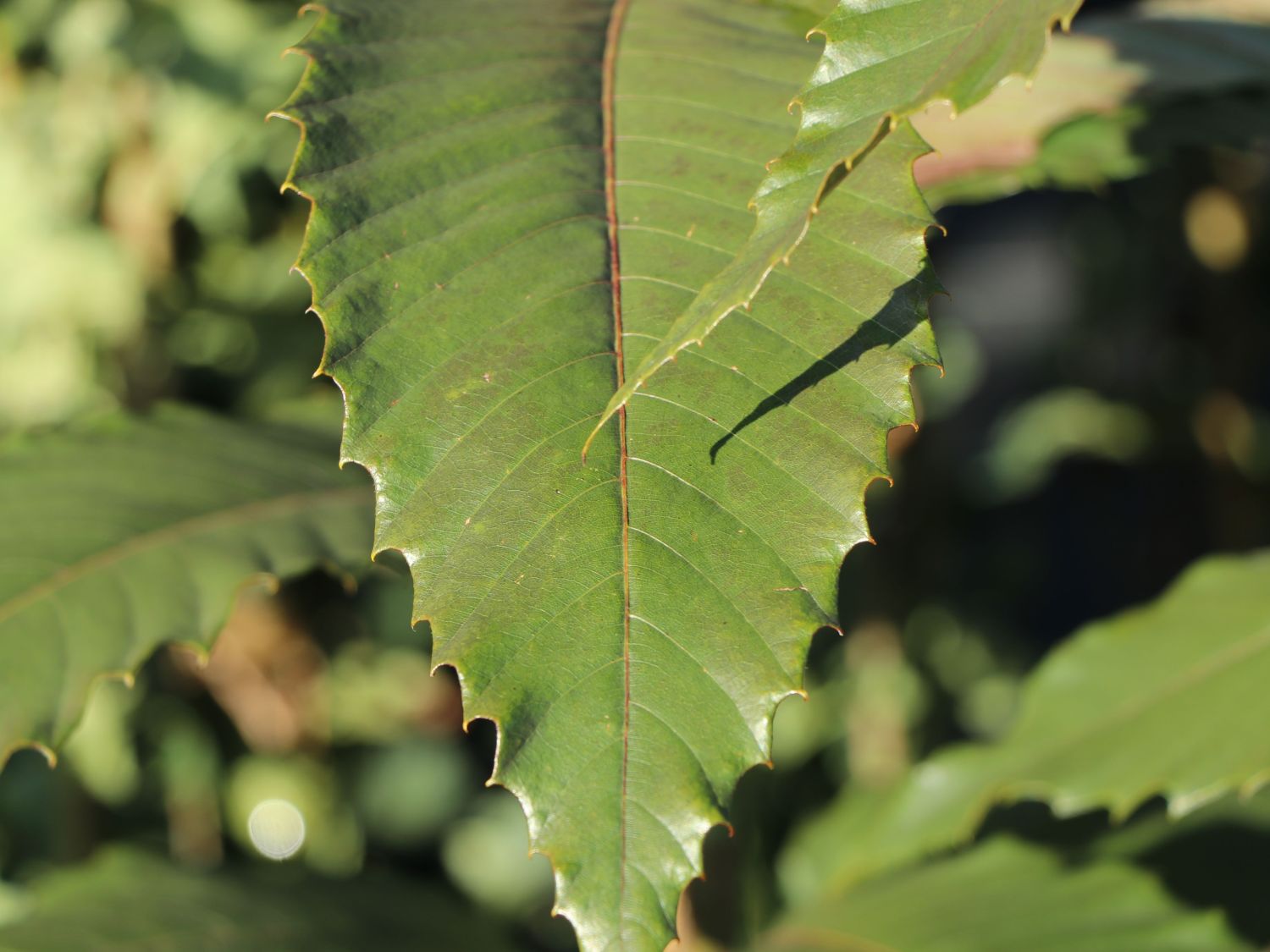 Esskastanie 'Annys Summer Red' - Castanea sativa 'Annys Summer Red'