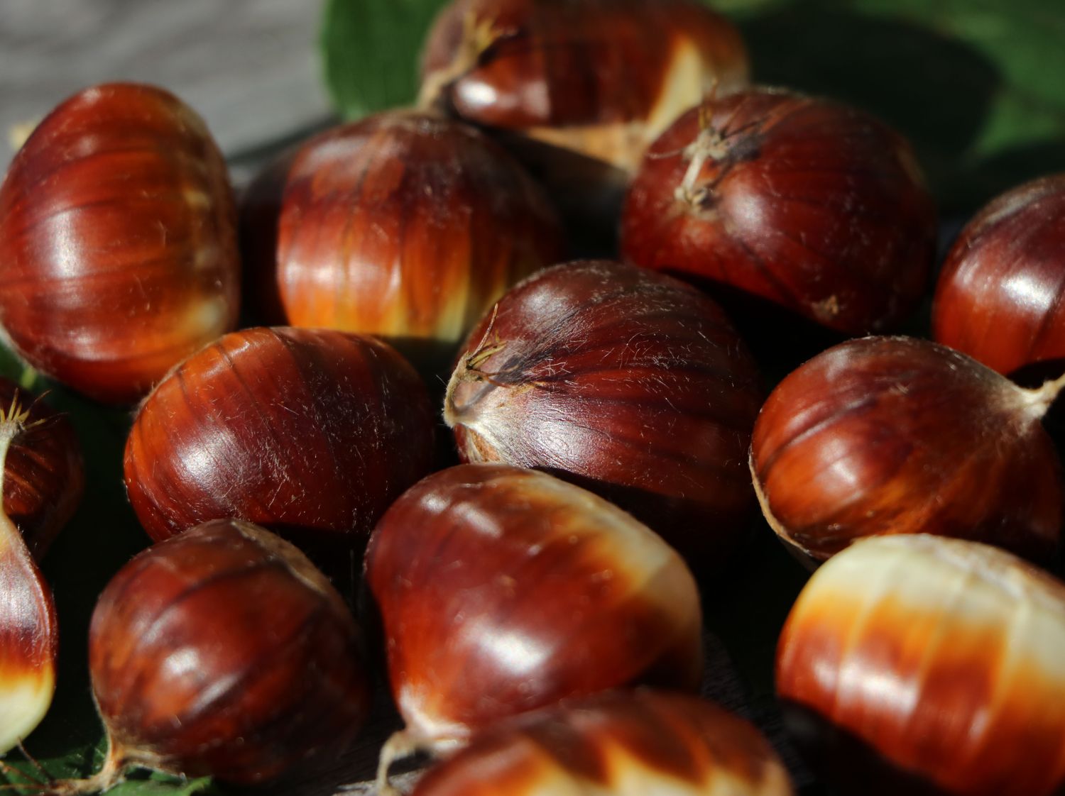 Esskastanie 'Bouche de Betizac'