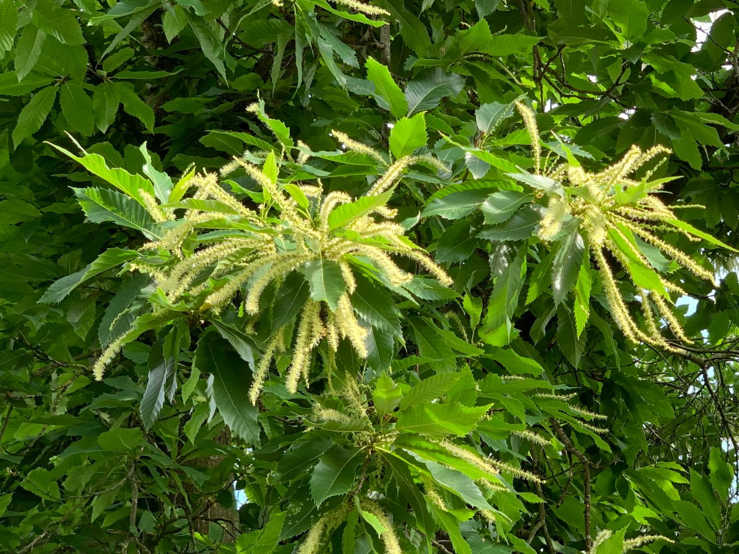 Esskastanie 'Bournette'