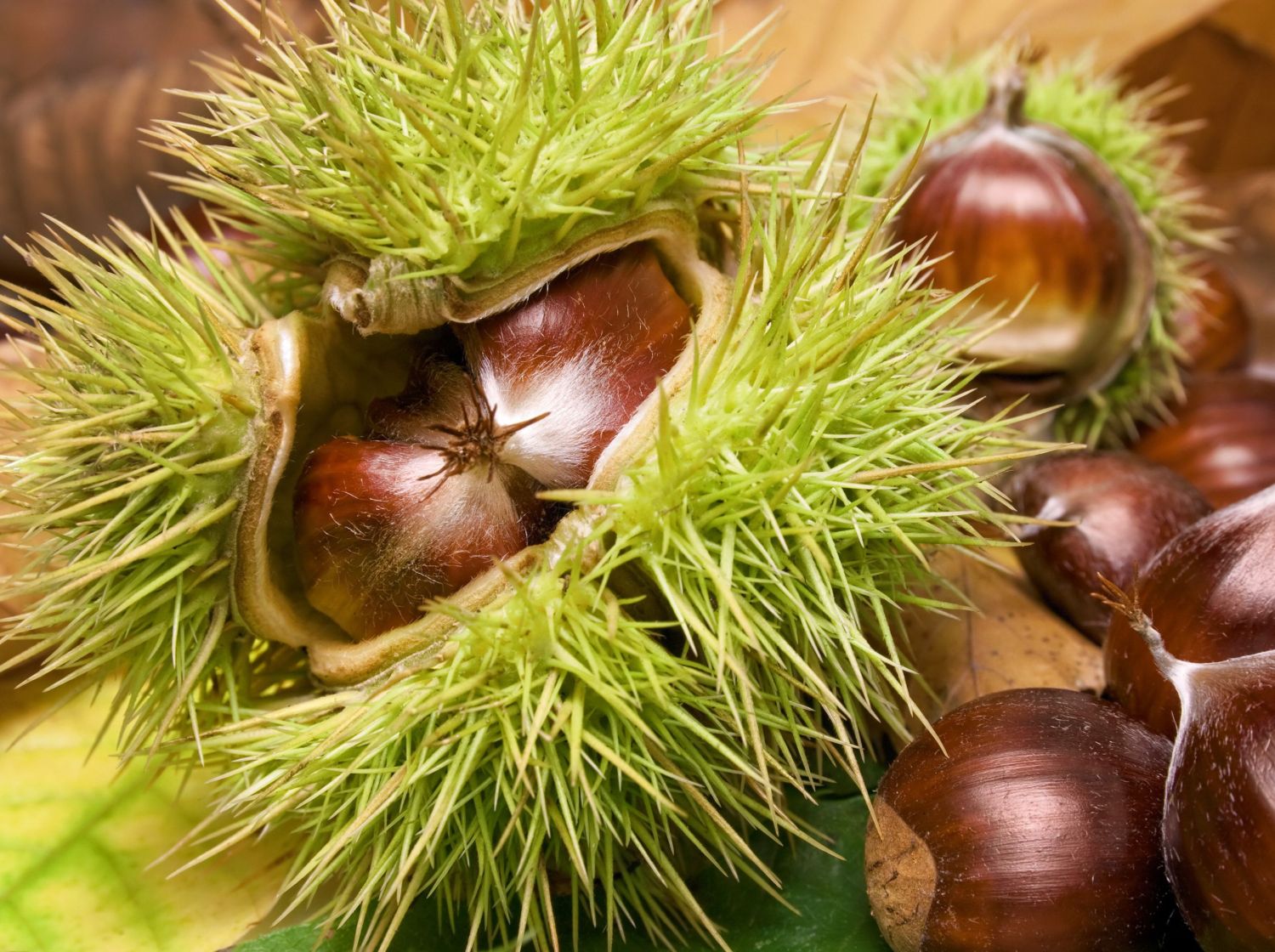 Esskastanie 'Ecker 1'