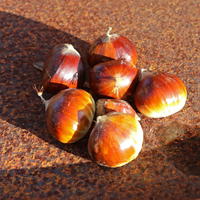 Esskastanie / Edelkastanie / Marone - Castanea sativa
