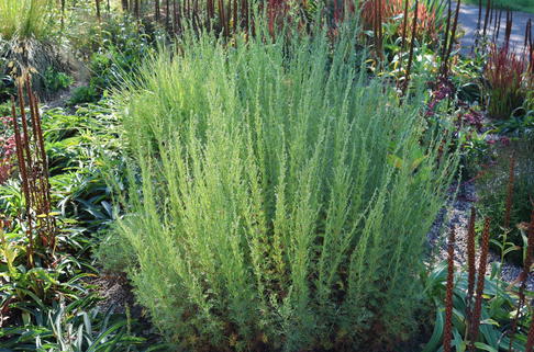 Estragon - Artemisia dracunculus