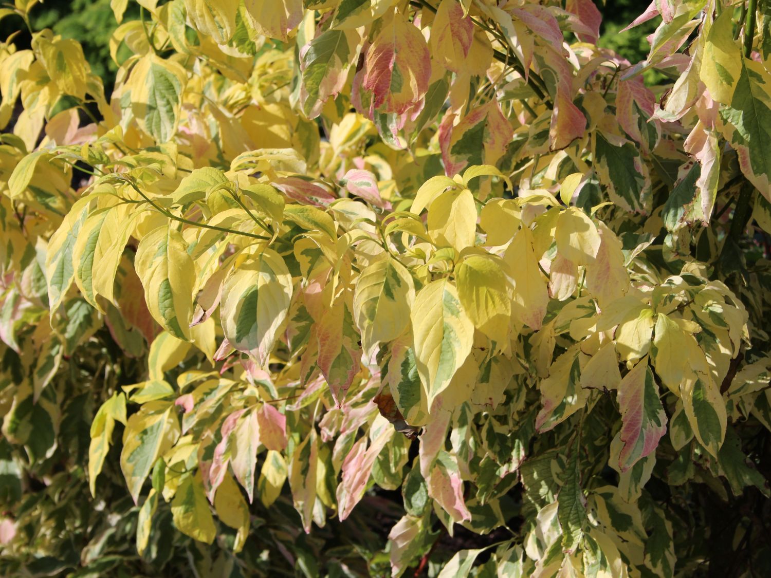 Etagen-Hartriegel 'Gosia' - Cornus controversa 'Gosia'