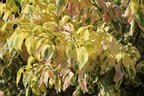 Etagen-Hartriegel 'Gosia' - Cornus controversa 'Gosia'