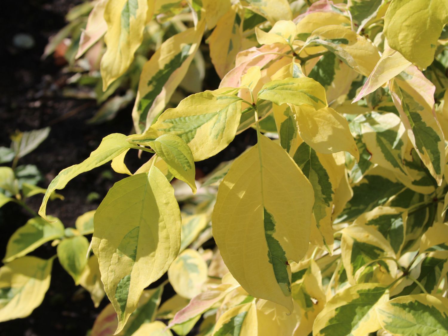 Etagen-Hartriegel 'Gosia' - Cornus controversa 'Gosia'