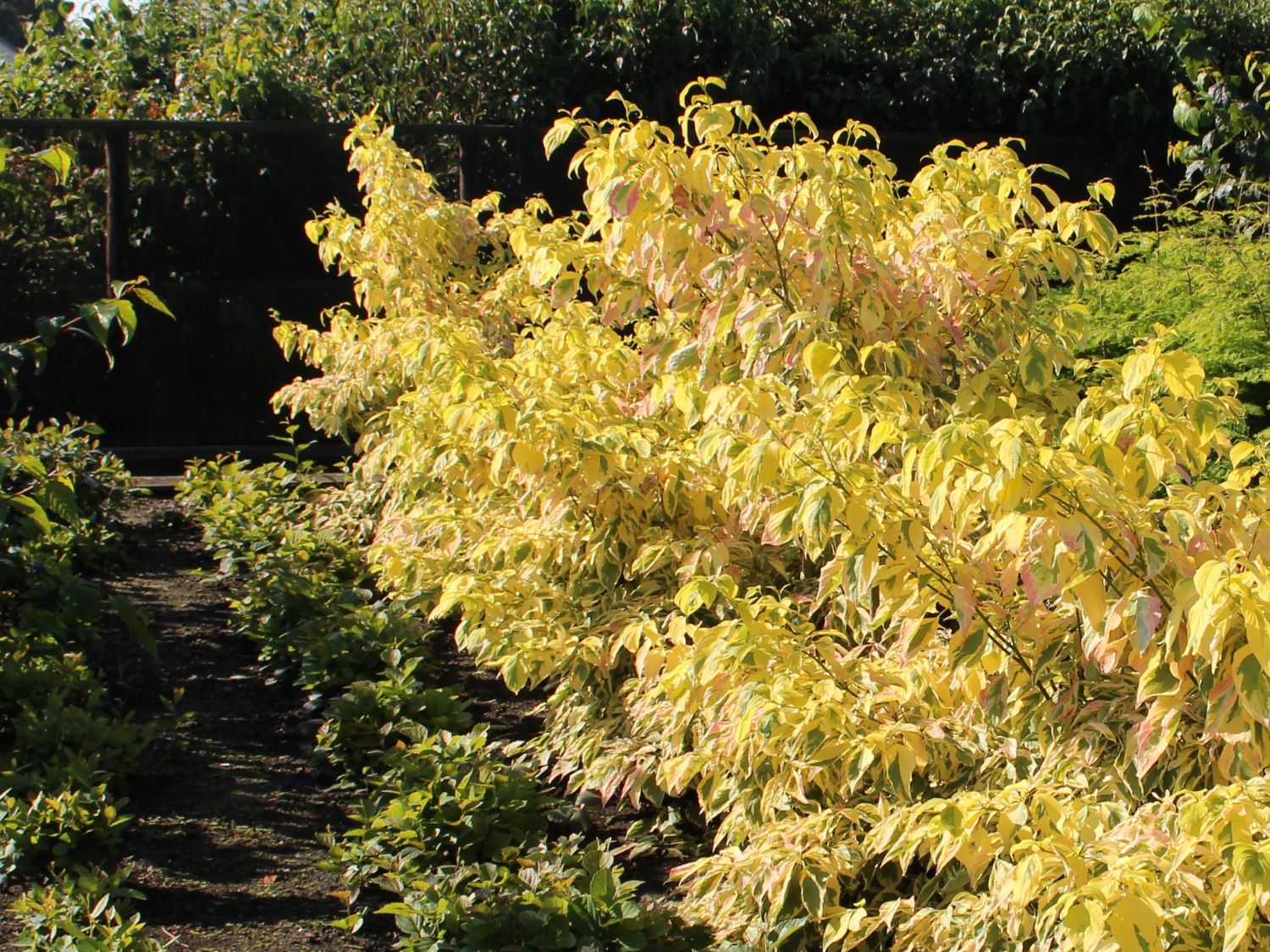 Etagen-Hartriegel 'Gosia' - Cornus controversa 'Gosia'