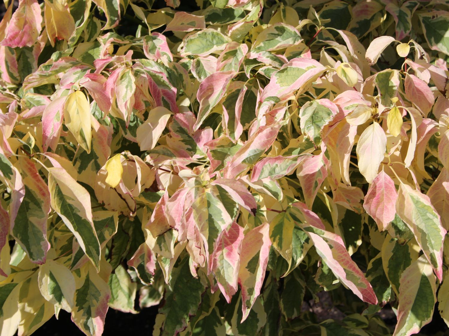 Etagen-Hartriegel 'Gosia' - Cornus controversa 'Gosia'