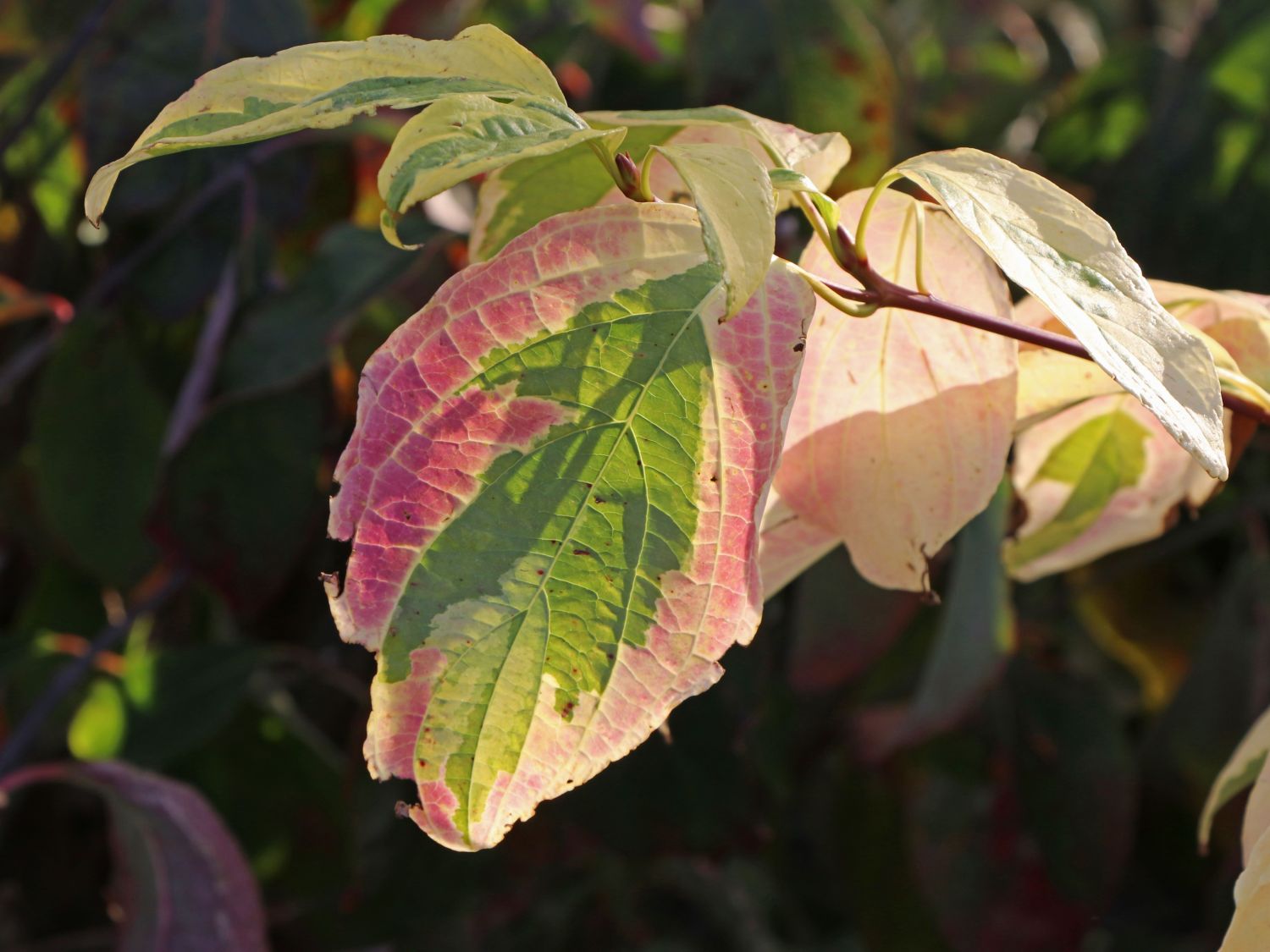 Etagen-Hartriegel 'Gosia' - Cornus controversa 'Gosia'