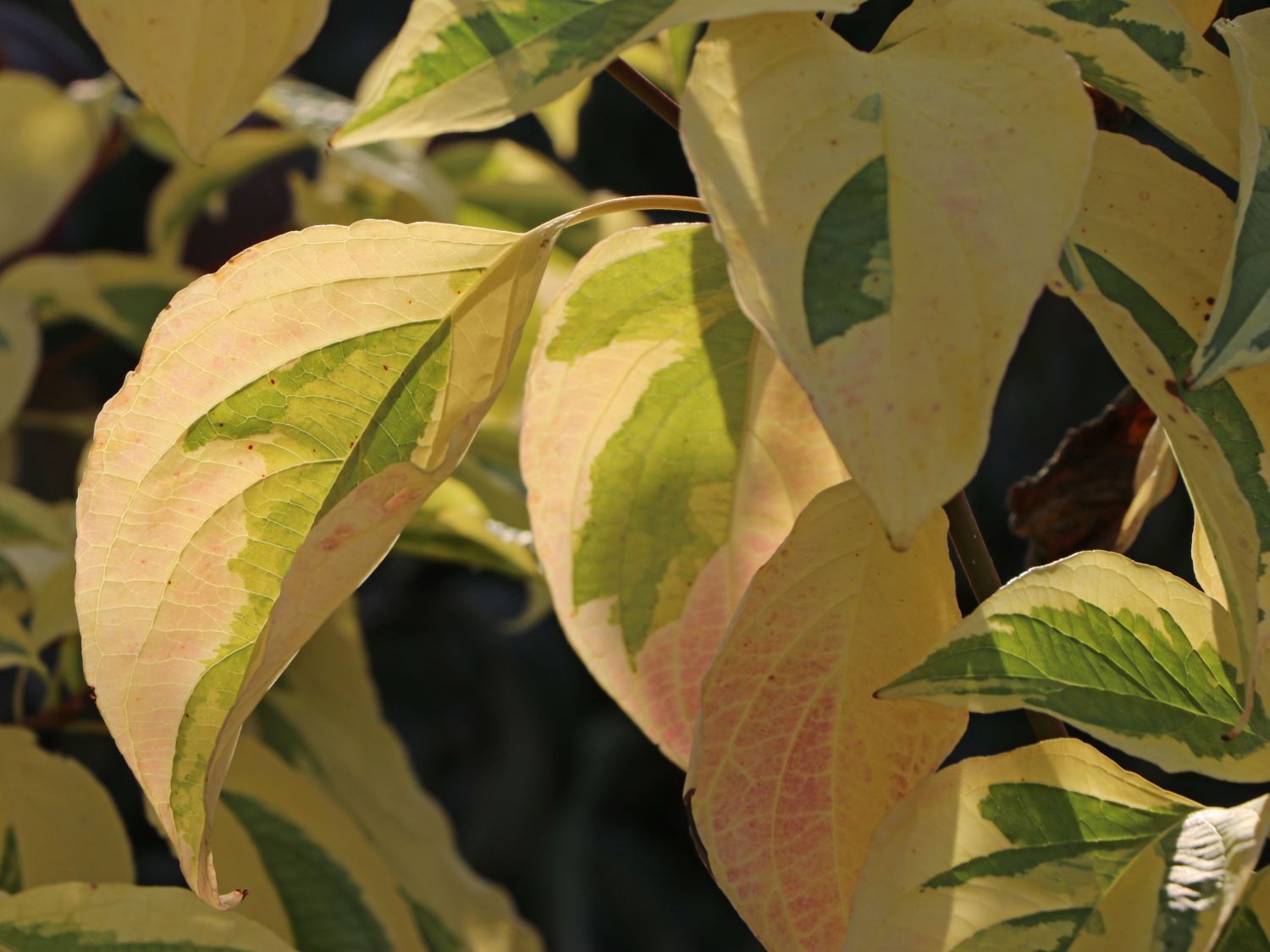 Etagen-Hartriegel 'Gosia' - Cornus controversa 'Gosia'