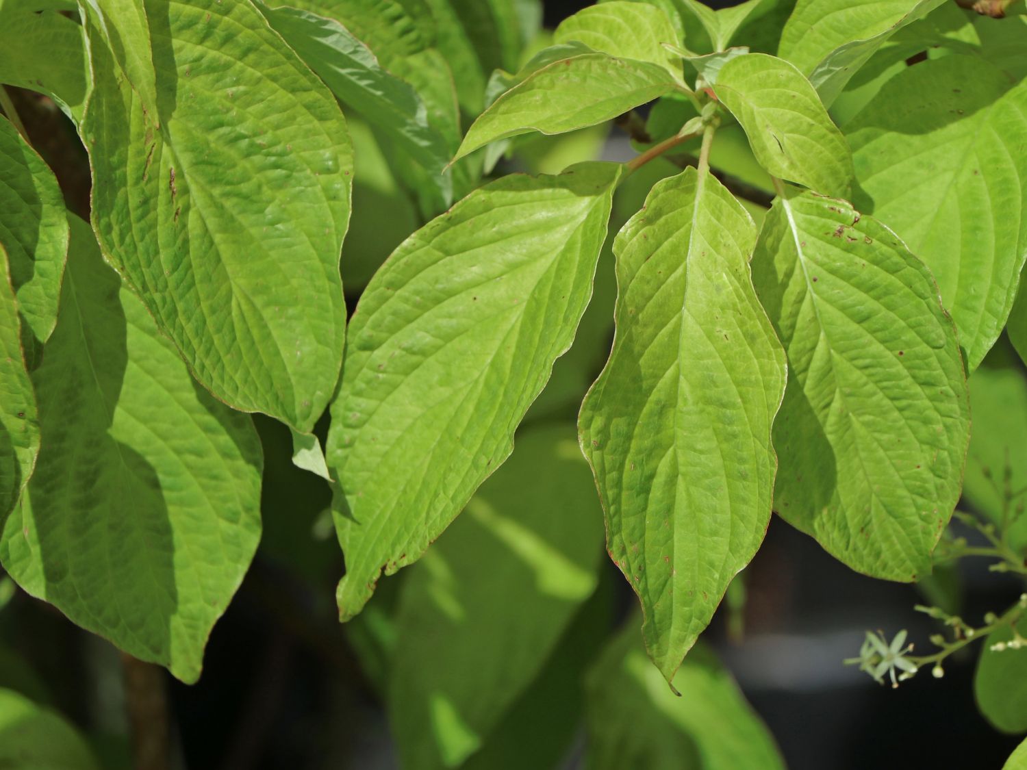 Etagen-Hartriegel 'Laska' - Cornus controversa 'Laska'