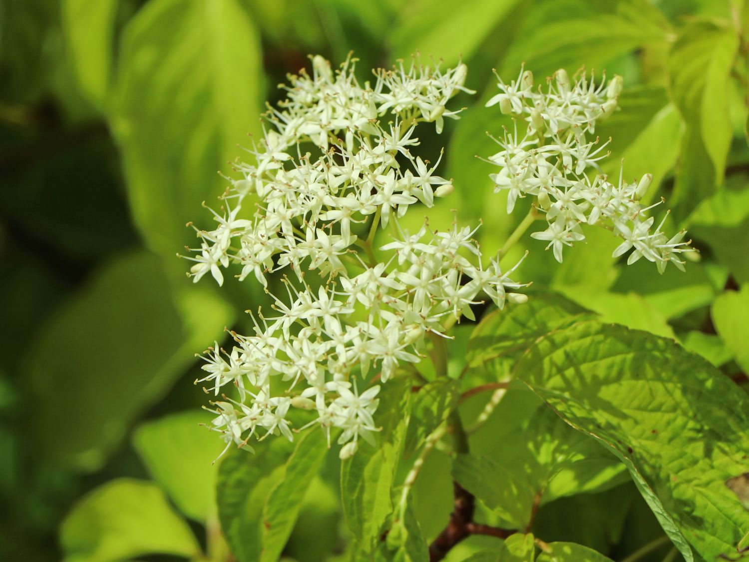 Etagen-Hartriegel 'Laska' - Cornus controversa 'Laska'