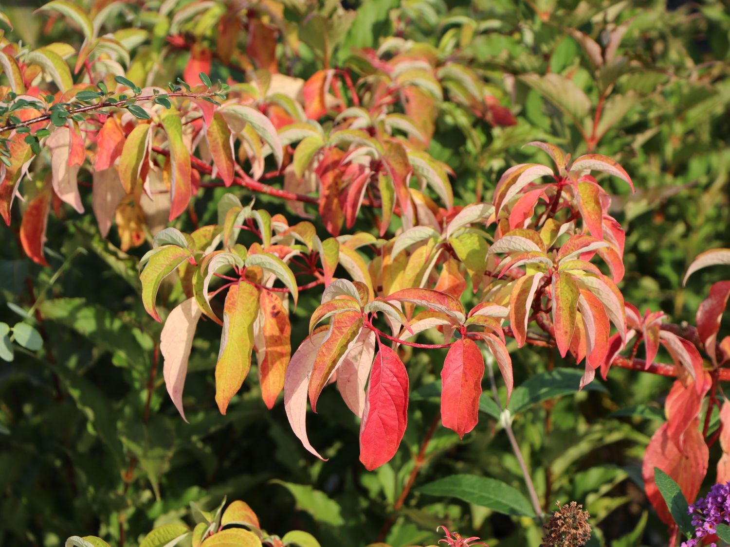 Etagen-Hartriegel 'Laska' - Cornus controversa 'Laska'