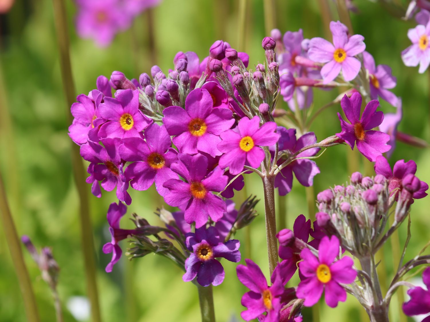 Etagen-Schlüsselblume