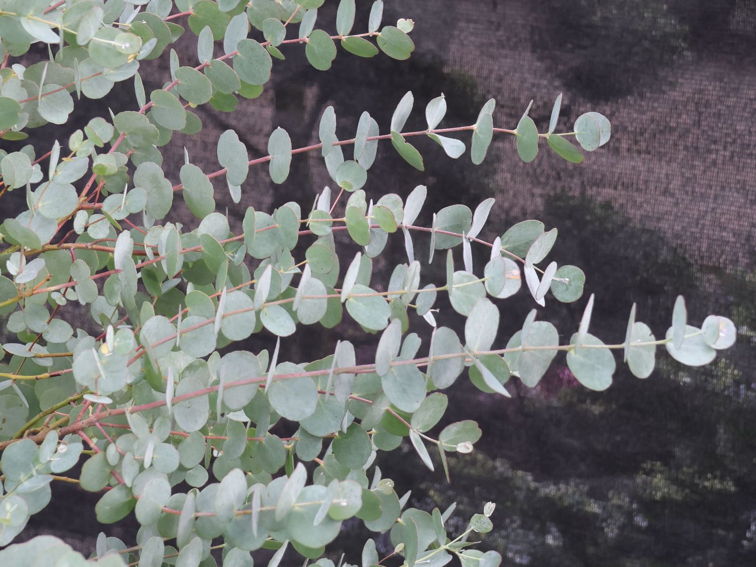 Eukalyptus 'Blaue Liebe' ®