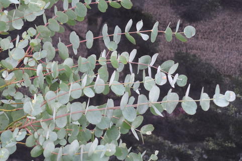 Eukalyptus 'Blaue Liebe' ® - Eucalyptus gunnii 'Blaue Liebe' ®