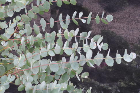 Eukalyptus 'Blaue Liebe' ® - Eucalyptus gunnii 'Blaue Liebe' ®
