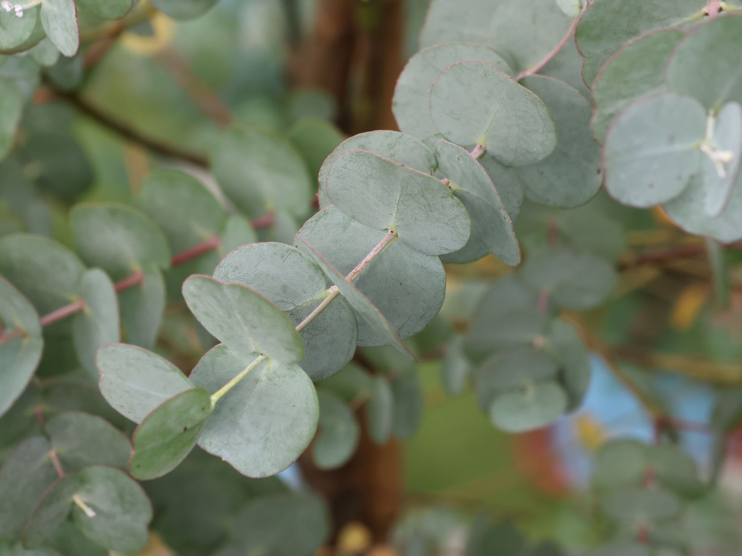 Eukalyptus 'Blaue Liebe' ® - Eucalyptus gunnii 'Blaue Liebe' ®