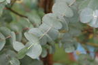 Eukalyptus 'Blaue Liebe' ® - Eucalyptus gunnii 'Blaue Liebe' ®