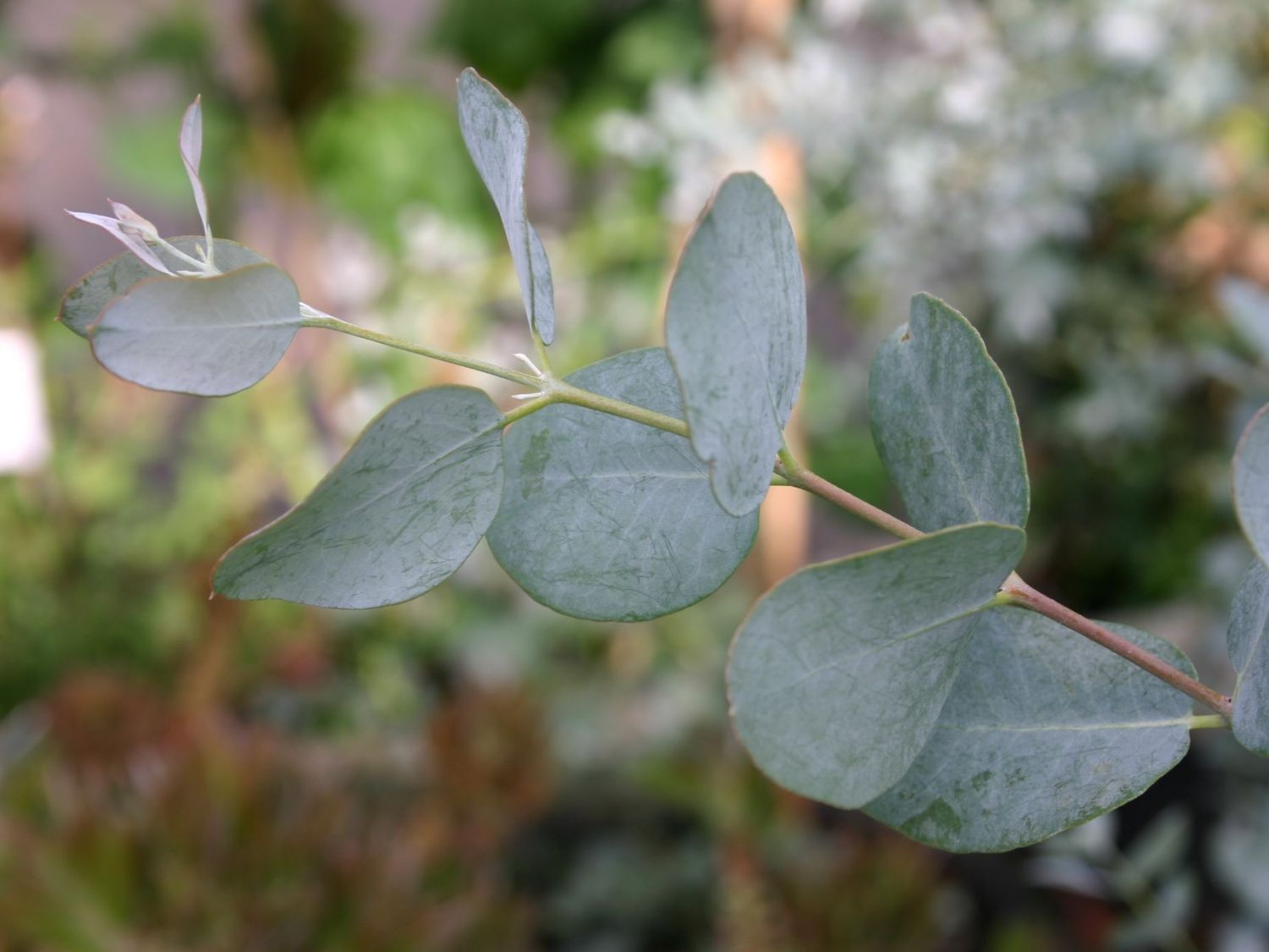 Eukalypten (Eucalyptus)
