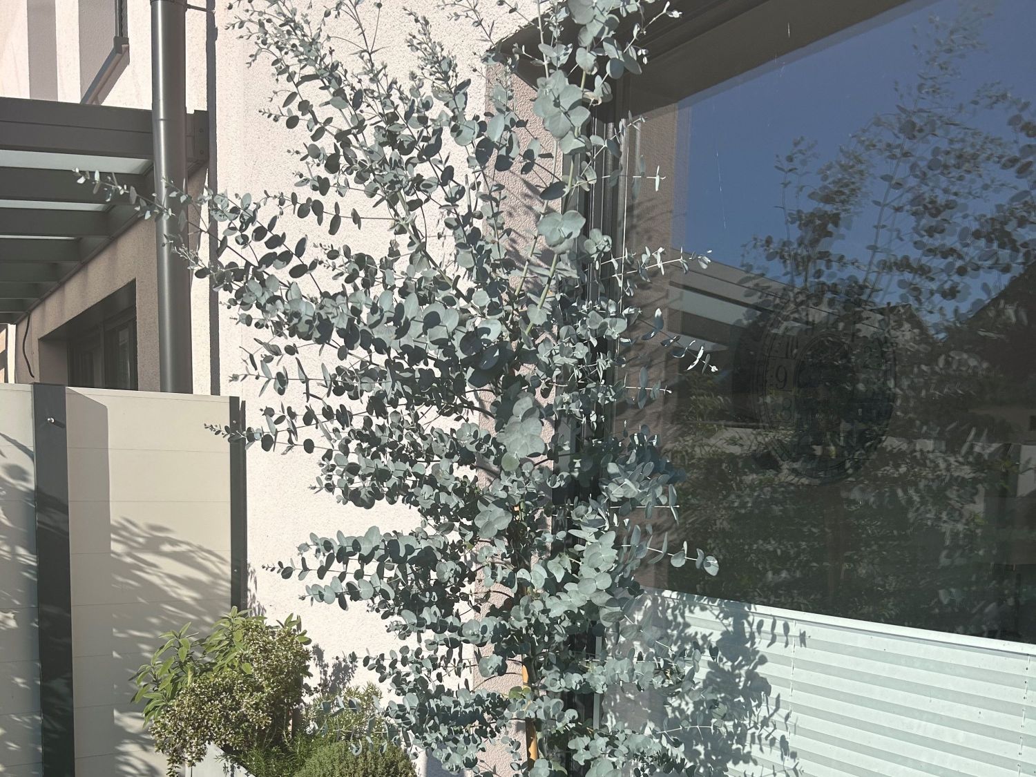 Eukalyptus 'Silver Dollar'