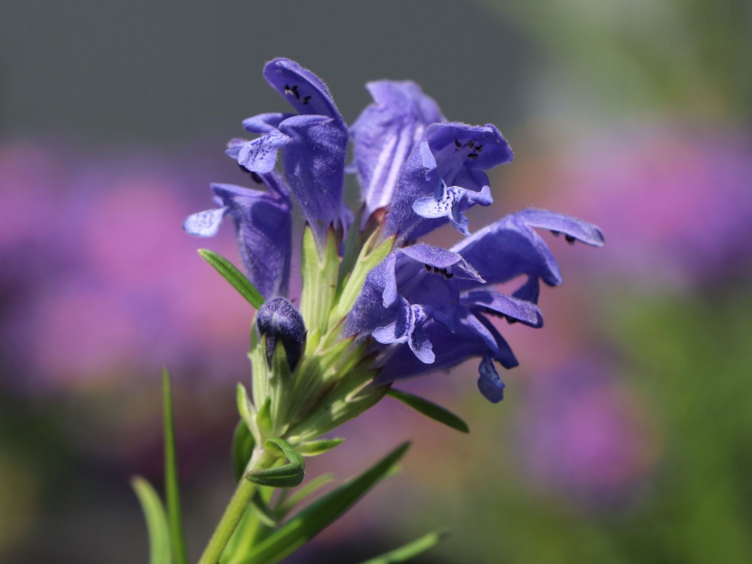 Eurasischer Drachenkopf