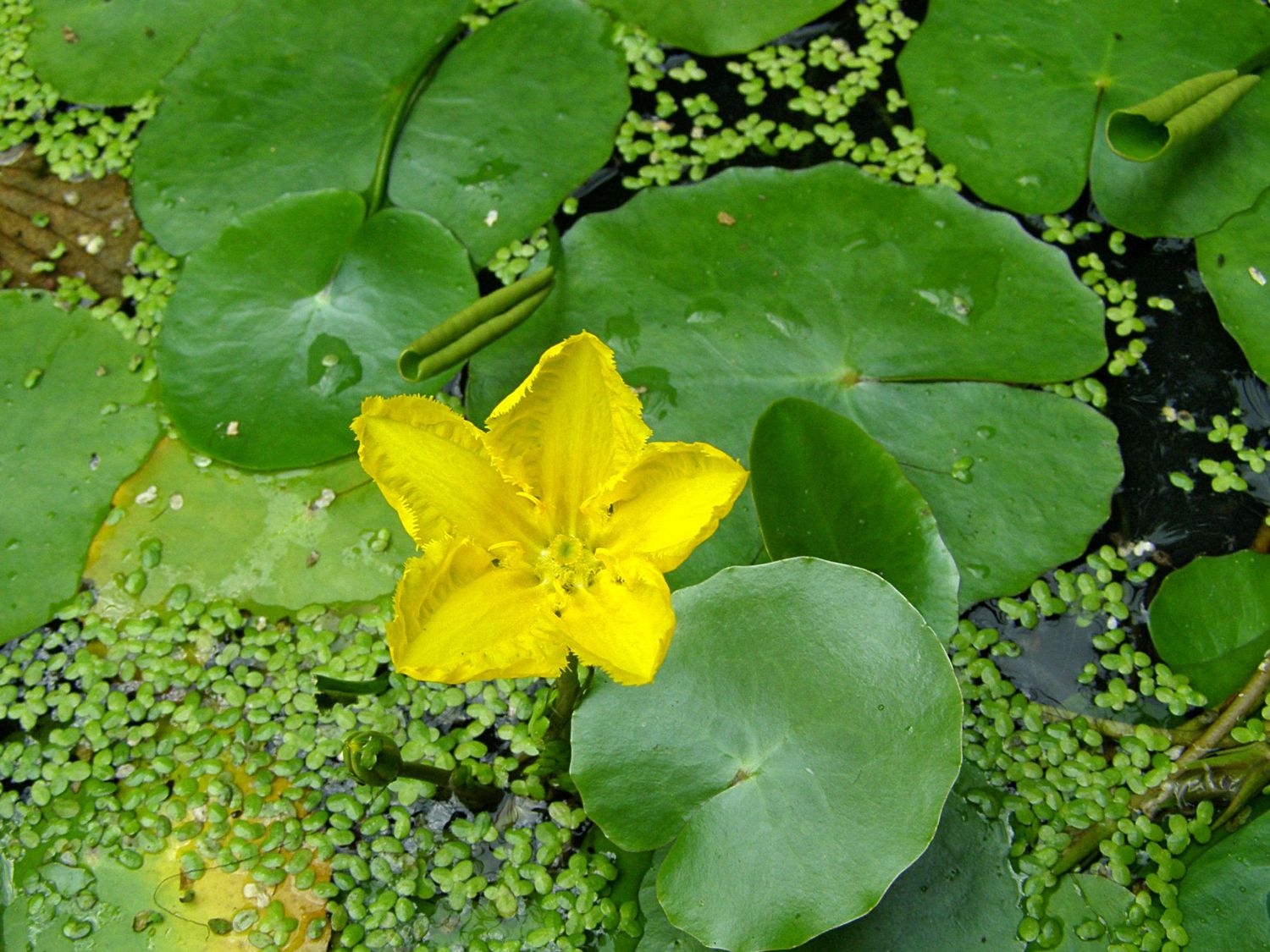 Europäische Seekanne