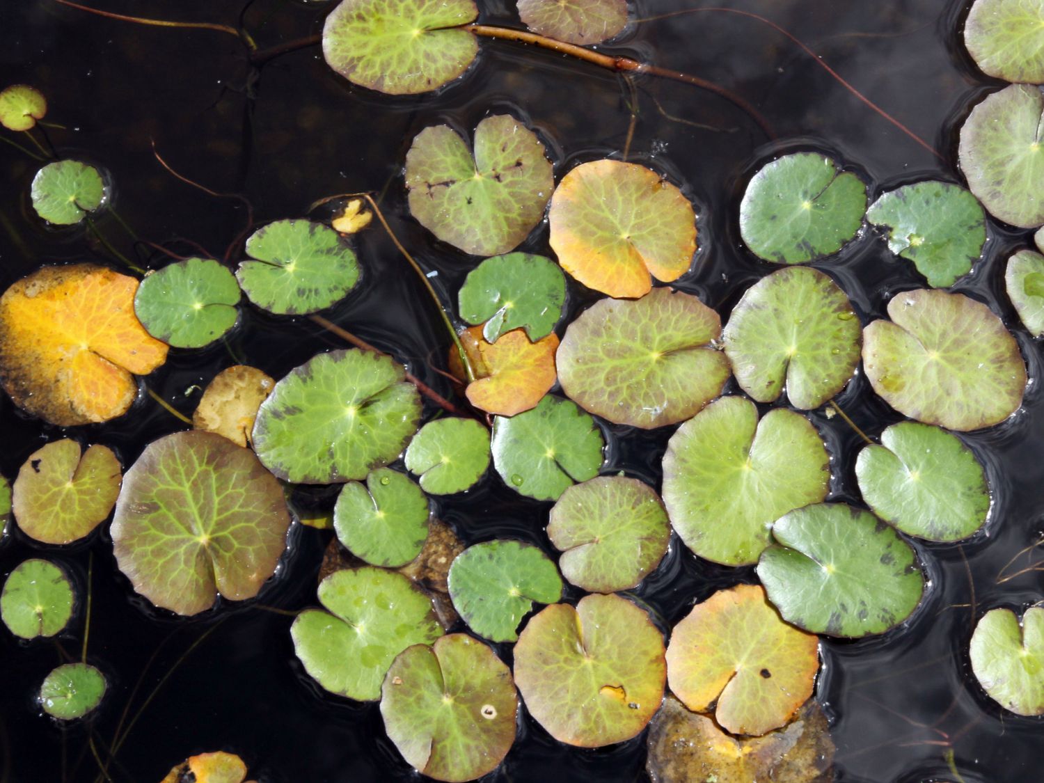 Seekannen (Nymphoides)