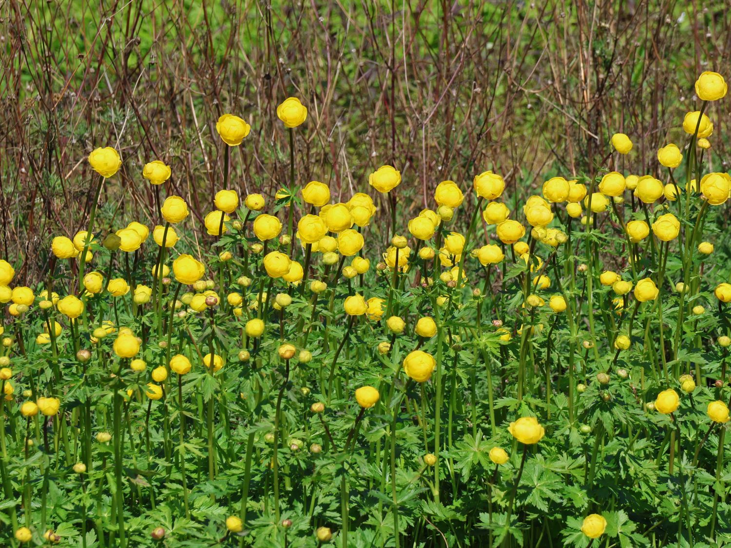 Europäische Trollblume - Trollius europaeus