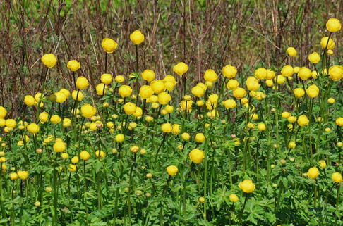 Europäische Trollblume - Trollius europaeus