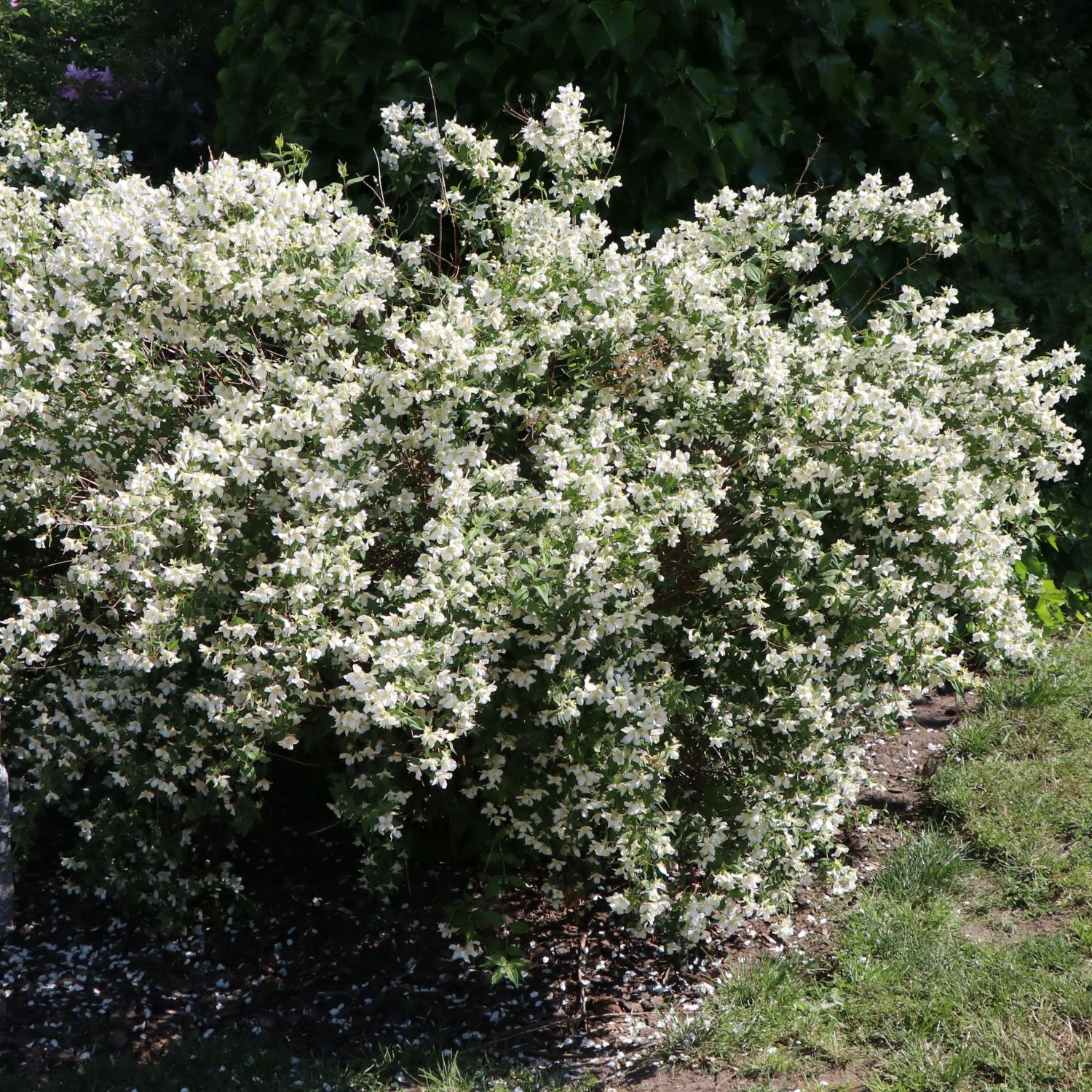 Pfeifensträucher (Philadelphus)