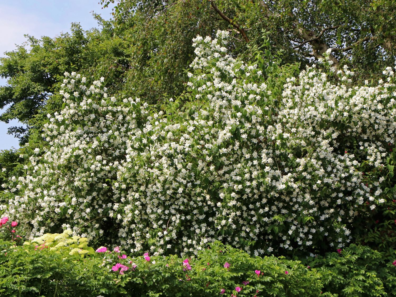 Europäischer Pfeifenstrauch / Bauernjasmin Philadelphus coronarius