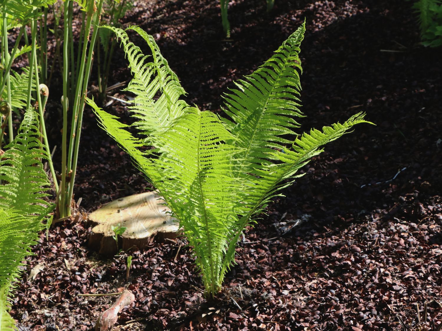 Europäischer Straußenfarn - Matteuccia struthiopteris