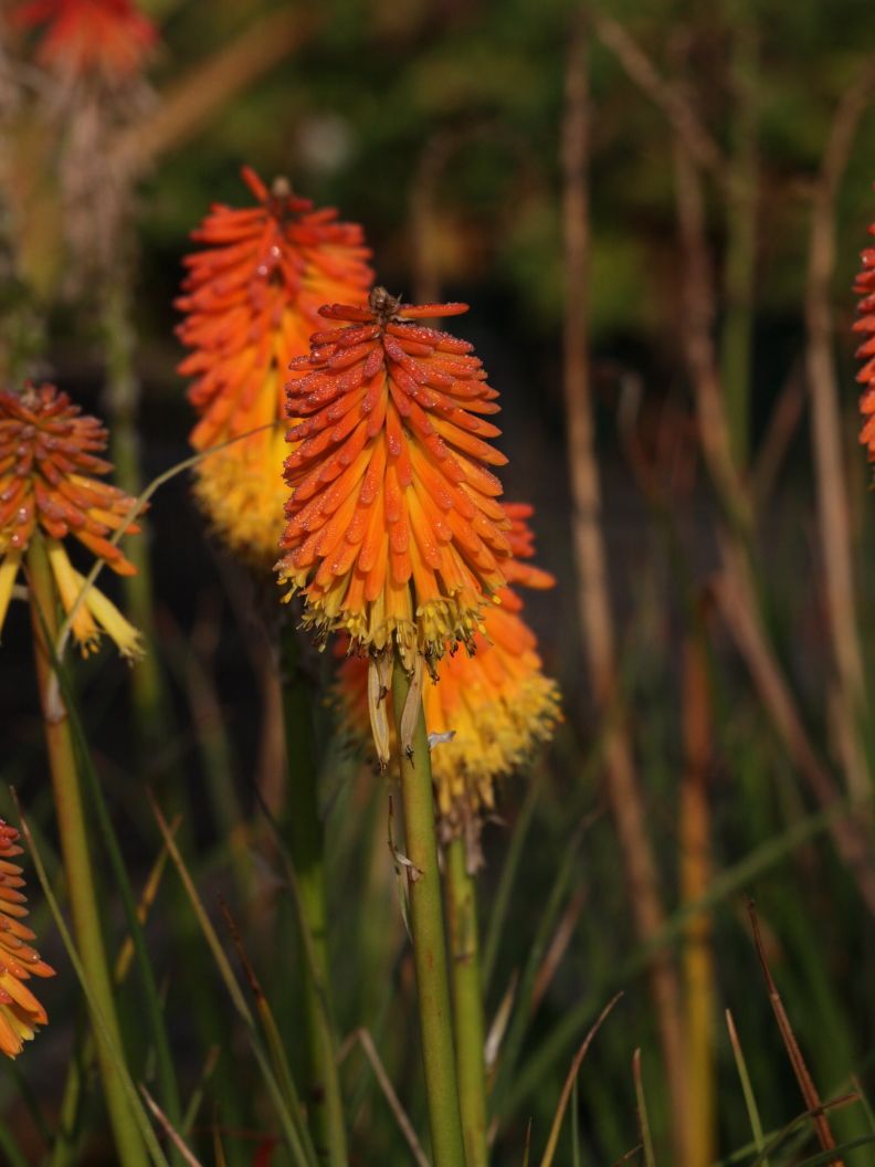 Fackellilie 'Ember Glow'