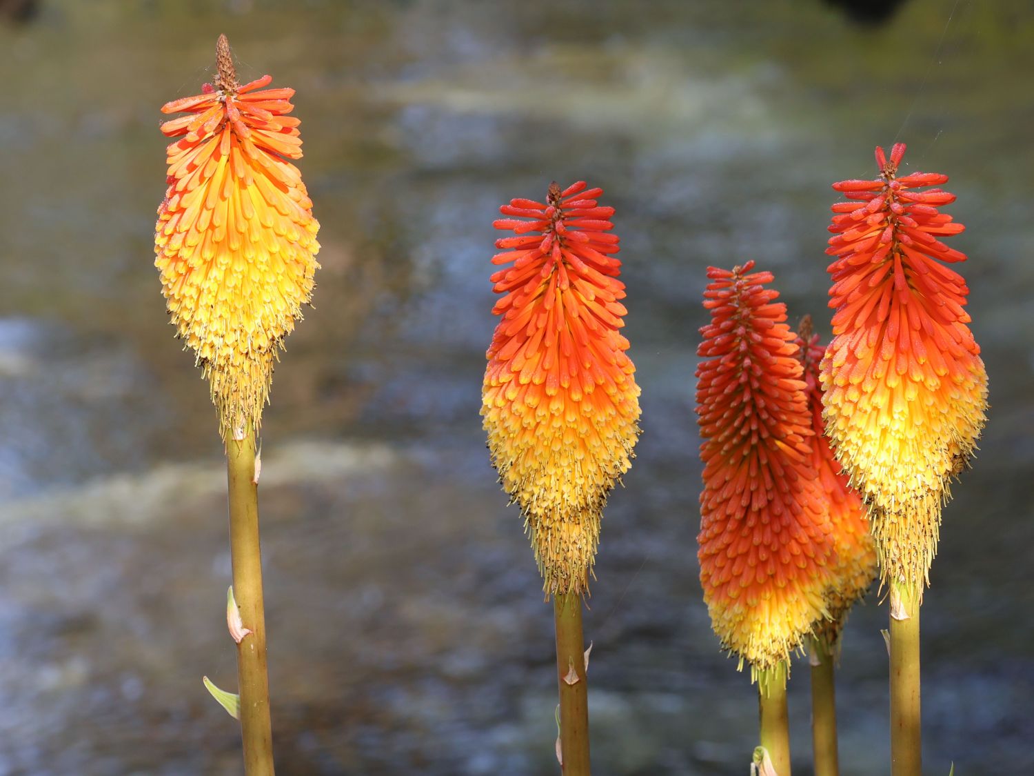 Fackellilie 'Flamenco'