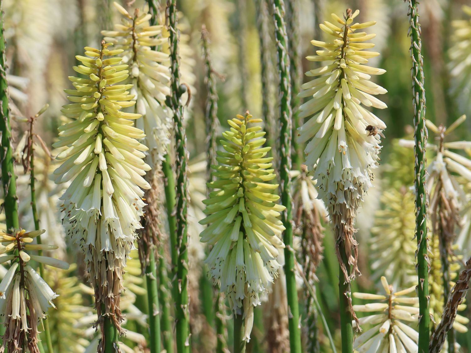 Fackellilie 'Ice Queen'