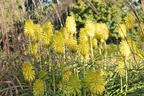 Fackellilie 'Limelight' - Kniphofia uvaria 'Limelight'
