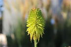 Fackellilie 'Limelight' - Kniphofia uvaria 'Limelight'