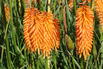 Fackellilie 'Mango Popsicle' ® - Kniphofia uvaria 'Mango Popsicle' ®