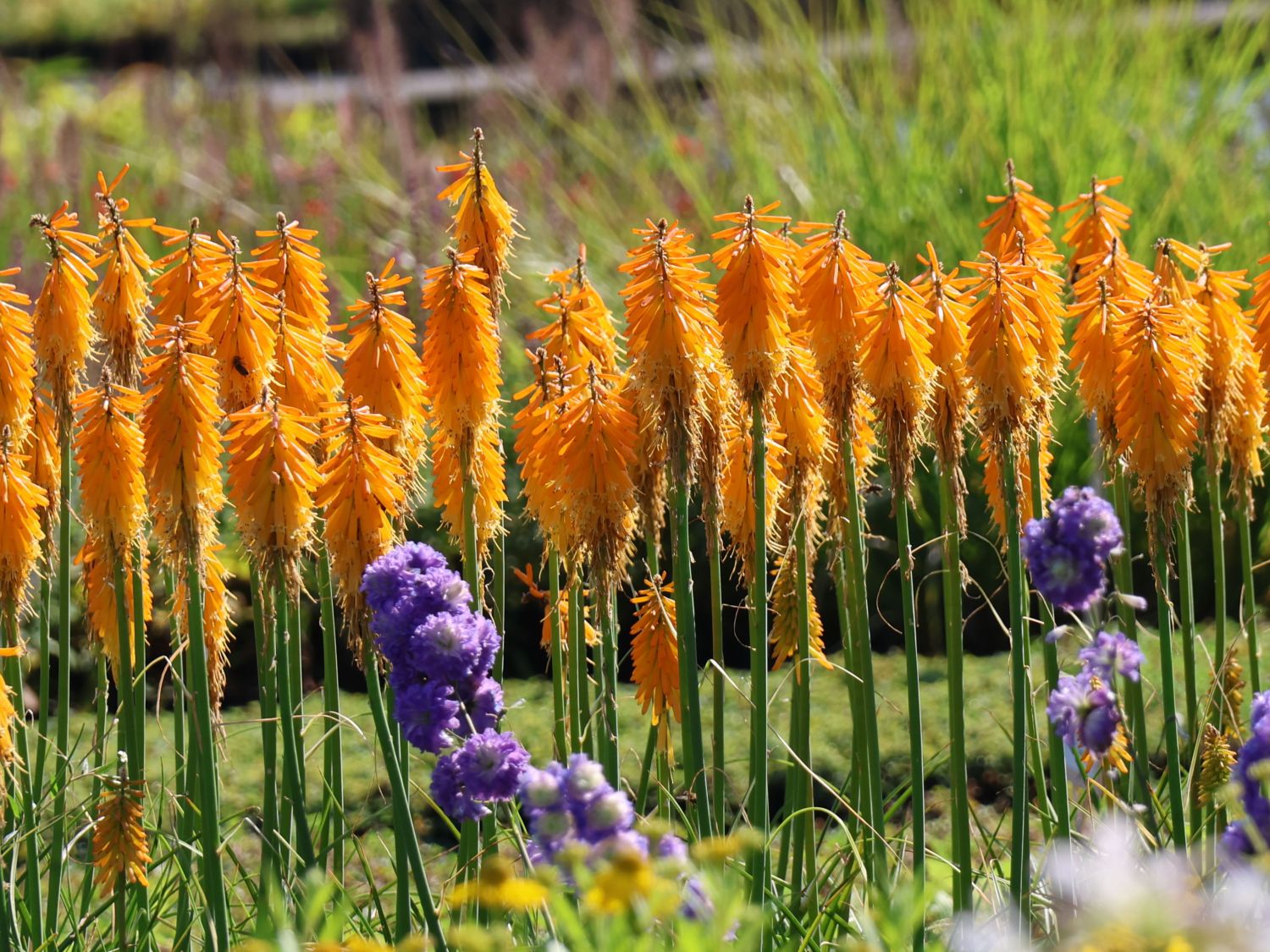 Fackellilie 'Mango Popsicle' ® - Kniphofia uvaria 'Mango Popsicle' ®
