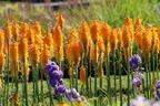 Fackellilie 'Mango Popsicle' ® - Kniphofia uvaria 'Mango Popsicle' ®