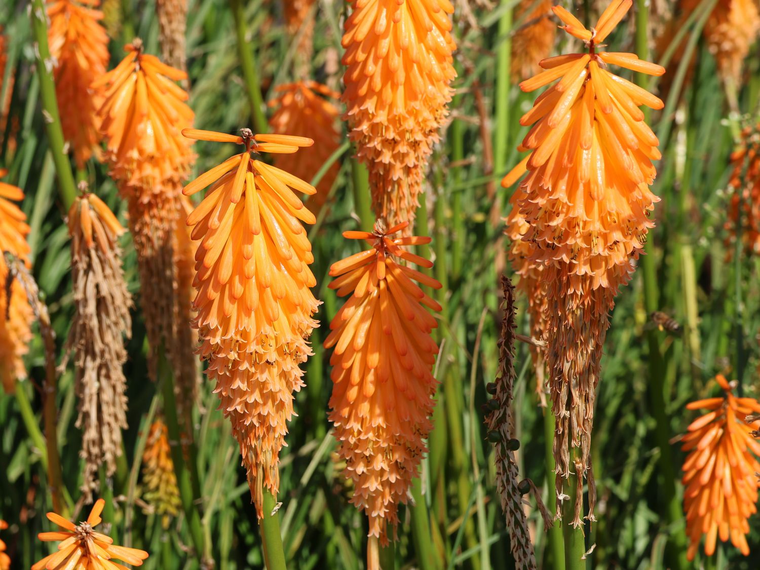 Fackellilie 'Mango Popsicle' ® - Kniphofia uvaria 'Mango Popsicle' ®