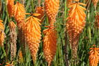 Fackellilie 'Mango Popsicle' ® - Kniphofia uvaria 'Mango Popsicle' ®