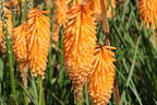 Fackellilie 'Mango Popsicle' ® - Kniphofia uvaria 'Mango Popsicle' ®